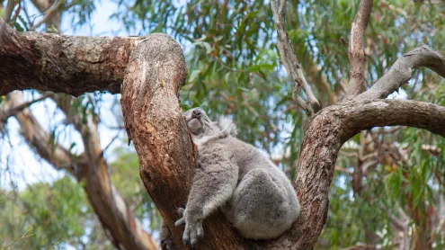 A koala sleeping in a eucalyptus tree, Australia (© Anton Rogozin/Getty Images)
