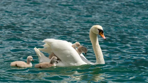 Cigno reale con i suoi piccoli, Lago di Garda, Lombardia (© Marcus Siebert/imageBROKER)