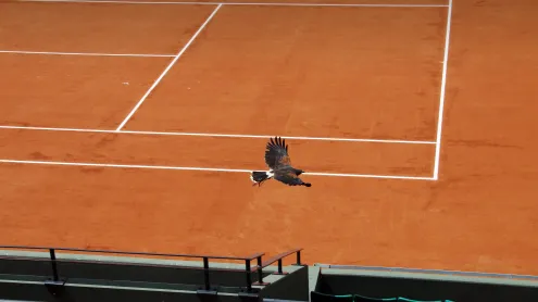 Faucon de Harris sur le court Suzanne-Lenglen, stade Roland-Garros, Paris (© Jacques Demarthon/Getty Images)