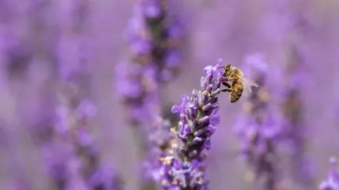 Honey bee on lavender flowers (© Anthony Brown/Alamy)