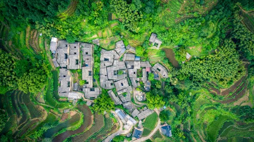 Tea garden at Yangjiatang Village, Songyang County, China (© feng xu/Getty Images)