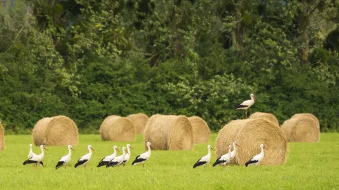 Cigognes blanches dans un champ de meules de foin (© Buchet Jean-marc/Wirestock/Adobe Stock)