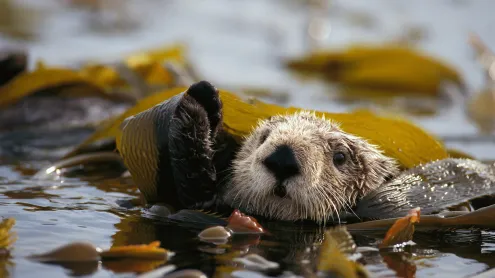 Sea otter floating in a kelp bed in Alaska Maritime National Wildlife Refuge (© Gerry Ellis/Minden Pictures)