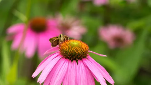 Skipper butterfly on a coneflower, Rockefeller State Park Preserve, New York (© Marianne A. Campolongo/Alamy)