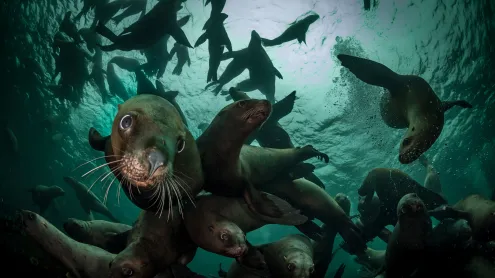 Steller sea lions, Vancouver Island, British Columbia, Canada (© Steve Woods Photography/Getty Images)
