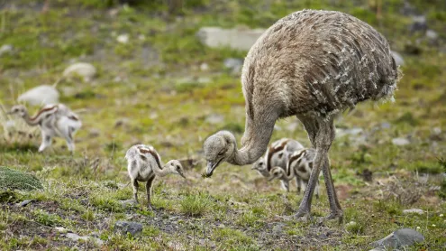 Lesser rhea adult male with chicks, Torres del Paine National Park, Patagonia, Chile (© Ignacio Yufera/Minden Pictures)