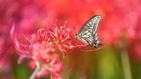 Asian swallowtail butterfly on a red spider lily (© lzh/Getty Images)