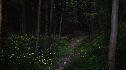 ホタルが光る森, 岡山県 (© JGalione/Getty Images)