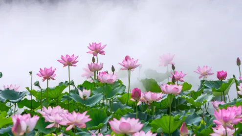雾中莲花，中国佛山 (© huoguangliang/Getty Images)