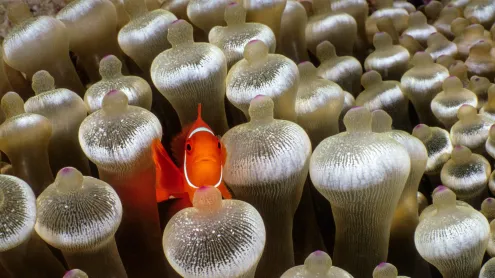 Spine-cheeked anemonefish surrounded by bubble-tip anemone, Milne Bay, Papua New Guinea (© Fred Bavendam/Nature Picture Library)