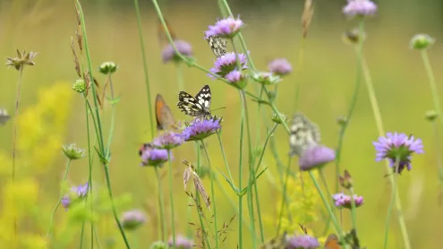 Butterflies in a meadow in Germany (© Albert Fertl/Getty Images)