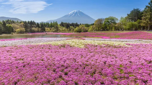 富士本栖湖リゾート, 山梨県 (© Torsakarin/Getty Images)