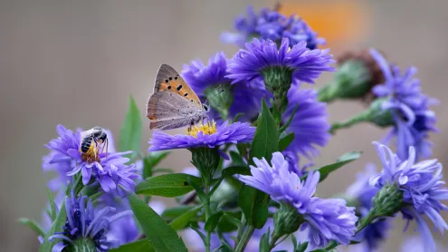 Papillon et abeille butinant délicatement une fleur aster (© Viviane Caballero/500px Viviane Caballero/500px/Getty Images)