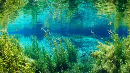 Rainbow River in Rainbow Springs State Park, Florida (© Michel Roggo/Minden Pictures)