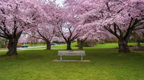Cherry blossoms in Queen Elizabeth Park, Vancouver (© Yun Han Xu/Moment Open/Getty Images)