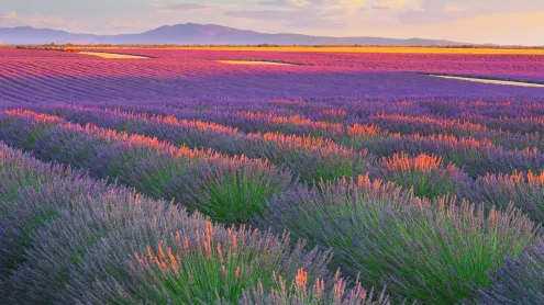 Lavender fields in Plateau de Valensole, France (© zpagistock/Getty Images)