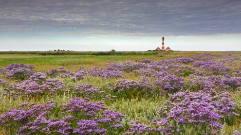 Blühender Lavendel und Leuchtturm Westerheversand in Westerhever, Nordfriesland, Schleswig-Holstein (© Sven-Erik Arndt/Arterra/Universal Images Group/Getty Images)