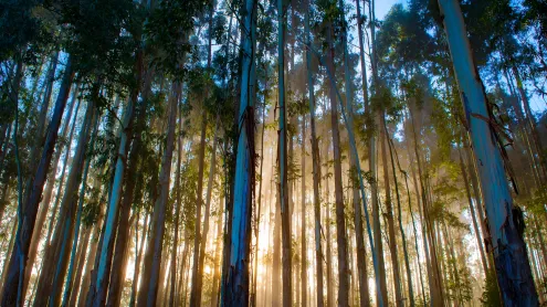 Eucalyptus forest, Urubici, Santa Catarina, Brazil (© YES BRASIL/Getty Images)