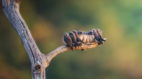 Family of ashy woodswallows perched on a branch in Thailand (© Captain Skyhigh/Getty Images)
