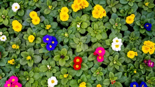 Stängellose Schlüsselblumen, Weener, Niedersachsen (© Mohssen Assanimoghaddam/picture alliance via Getty Images)
