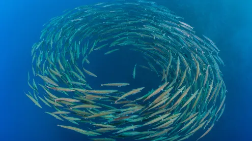 School of blackfin barracuda, Shark Reef, Ras Mohammed National Park, Sinai Peninsula, Egypt (© Alex Mustard/Nature Picture Library)