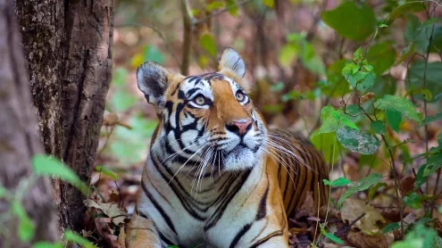 Female Bengal tiger, Kanha National Park, India (© Axel Gomille/Nature Picture Library)