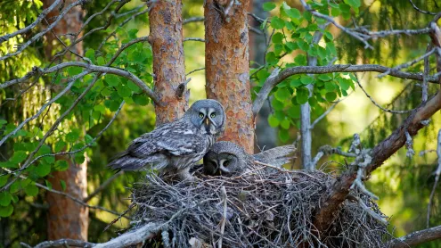 Great gray owls in their nest, Finland (© imageBROKER.com/Alamy)