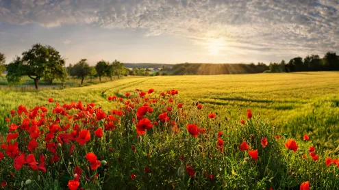 Mohnfelder, Adelschlag, Bayern (© Michael Rucker/Getty Images)