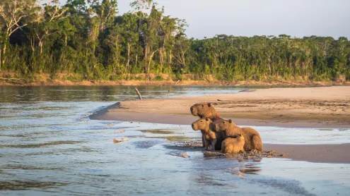 Família de capivaras às margens da floresta amazônica no Parque Nacional de Manu, Peru (© RPBMedia/iStock/Getty Images Plus)