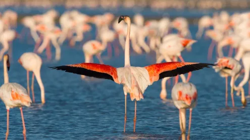 Flamant rose, Saintes-Maries-de-la-Mer, Parc naturel régional de Camargue, Languedoc-Roussillon (© Raimund Linke/Getty Images)