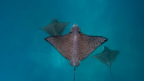 Spotted eagle rays, San Cristóbal Island, Galápagos Islands, Ecuador (© Tui De Roy/Minden Pictures)