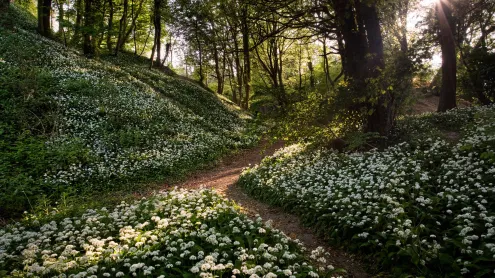 Wild garlic, Greatwood Copse, Isle of Wight, England (© Available Light Photography/Alamy Stock Photo)