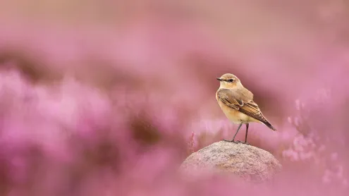 Wheatear and flowering heather, Peak District National Park, England (© Ben Hall/Nature Picture Library)