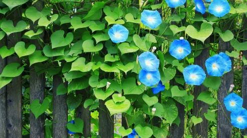 早朝に開花する美しいアサガオ (© borchee/Getty Images)