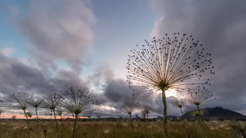 Chuveirinhos ao nascer do sol na Chapada dos Veadeiros, Goiás (© Cavan Images/Getty Images)
