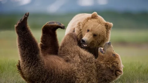 Grizzly bears wrestling, Katmai National Park and Preserve, Alaska (© Cavan Images/Adobe Stock)