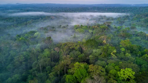 Névoa sobre a copa da Floresta Amazônica (© Ignacio Palacios/Getty Images)