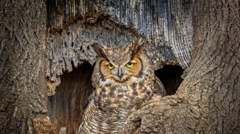 アメリカワシミミズク (© Scott Suriano/Getty Images)