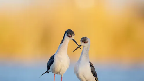 黑翅长脚鹬, 法国 (© Antonio Sementa/500px/Getty Images)