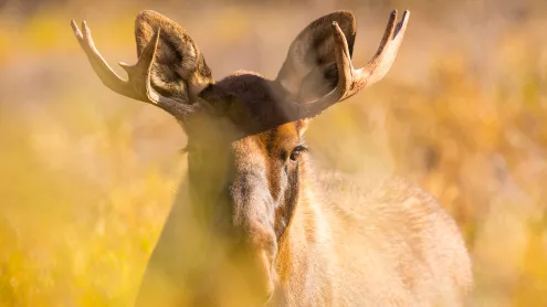 Young bull moose in Denali National Park, Alaska (© Grant Ordelheide/TANDEM Stills + Motion)