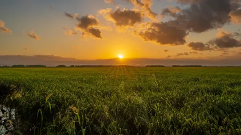 Campo de arroz en el parque natural de la Albufera, Valencia, España (© Pablo Escuder Cano/Getty Images)