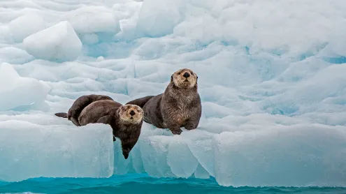 Sea otters, Prince William Sound, Alaska (© Gerald Corsi/Getty Images)