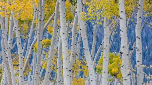Aspen trees during fall, Fishlake National Forest, Utah (© Danita Delimont/Getty Images)