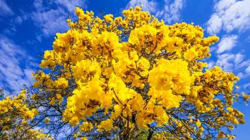 Árvore de ipê-amarelo em floração (© Wilton mitsuo miwa/Getty Images)