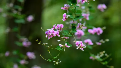 秋の七草 ハギ (© kororokerokero/Getty Images)