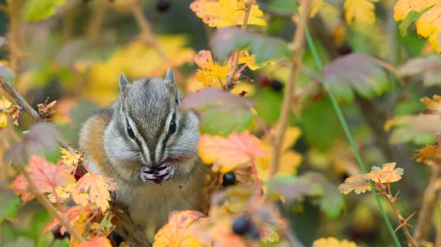 Least chipmunk, Kootenai National Forest, Montana (© Donald M. Jones/Minden Pictures)
