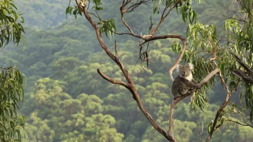 Koala in a eucalyptus tree, Great Otway National Park, Australia (© Jamie Lamb - elusive-images.co.uk/Getty Images)
