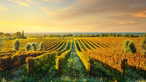 Bolgheri, frazione di Castagneto Carducci, Livorno, Maremma, Toscana (© ©StevanZZ/iStock)