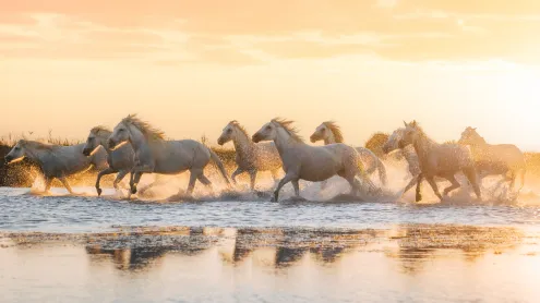 Chevaux de Camargue, Aigues-Mortes, Occitanie (© Francesco Riccardo Lacomino/Getty Images)