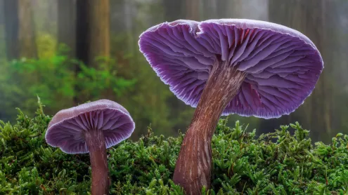 Amethyst laccaria mushrooms, Seabeck, Washington (© Danita Delimont/Shutterstock)